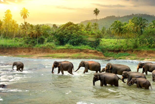 Šri Lanka i Maldivi | 24.04.2026. | 10 noćenja
