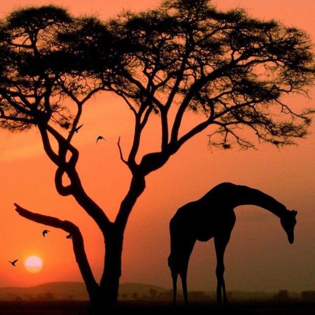 Afrika